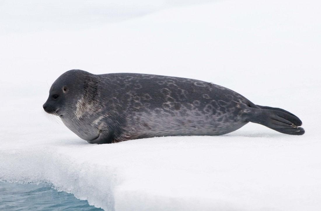 Ringed_Seal