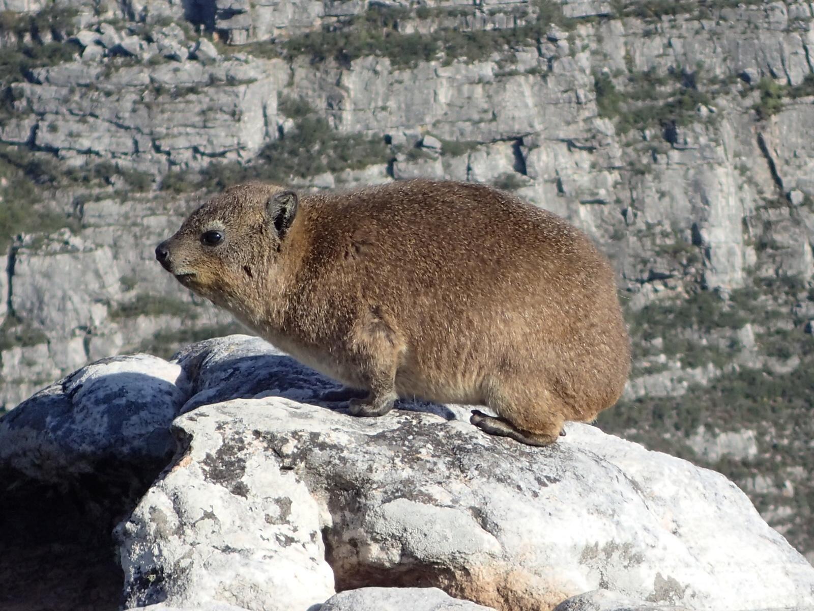 Rock_Hyrax