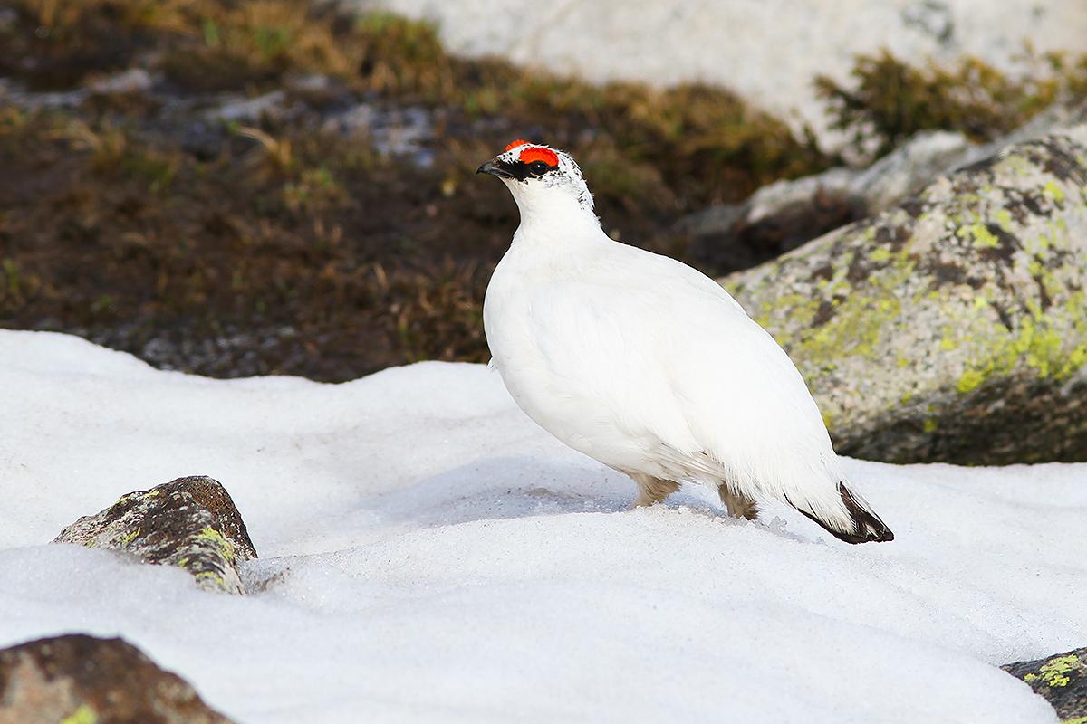 Rock_Ptarmigan