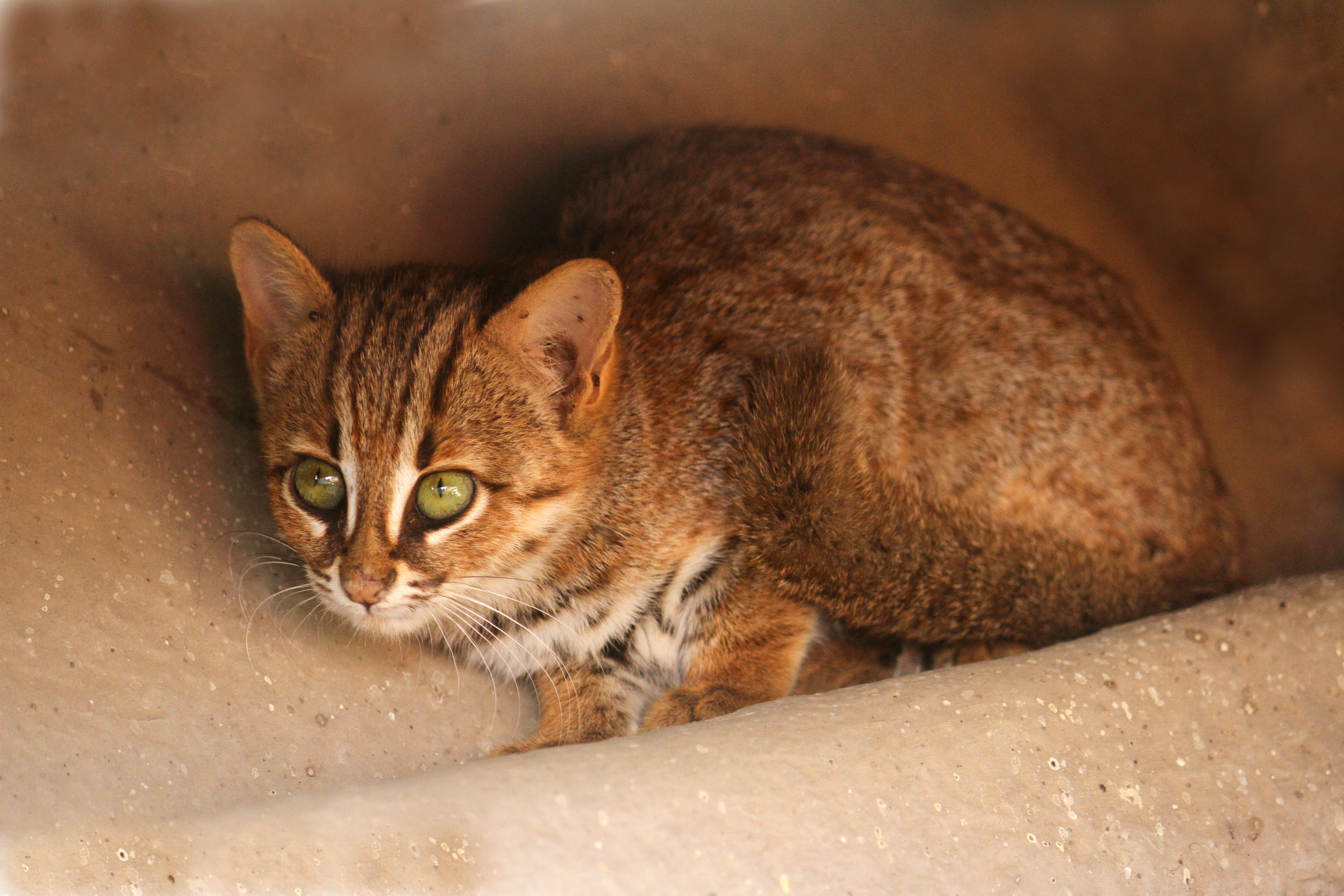 Rusty-spotted_Cat