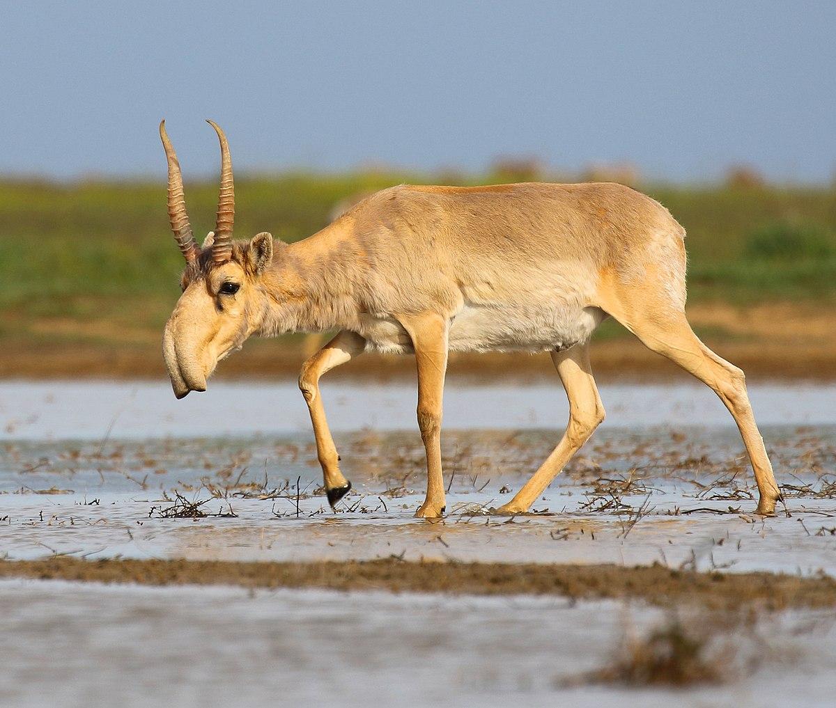 Saiga_Antelope