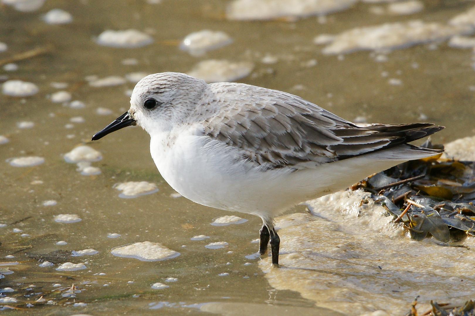 Sanderling