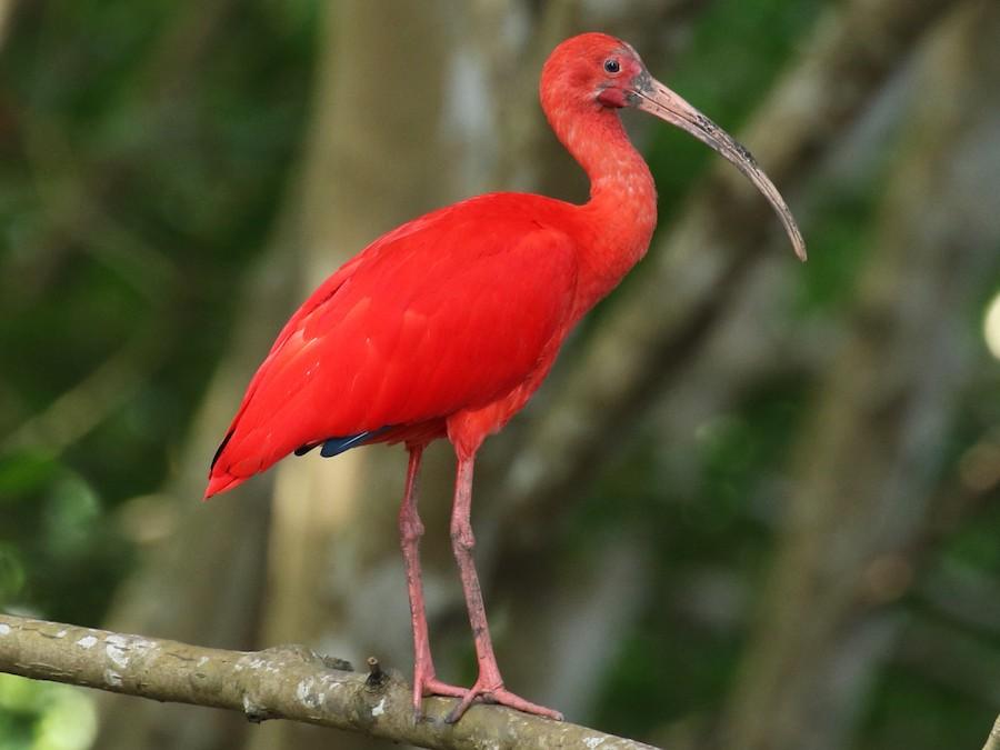 Scarlet_Ibis