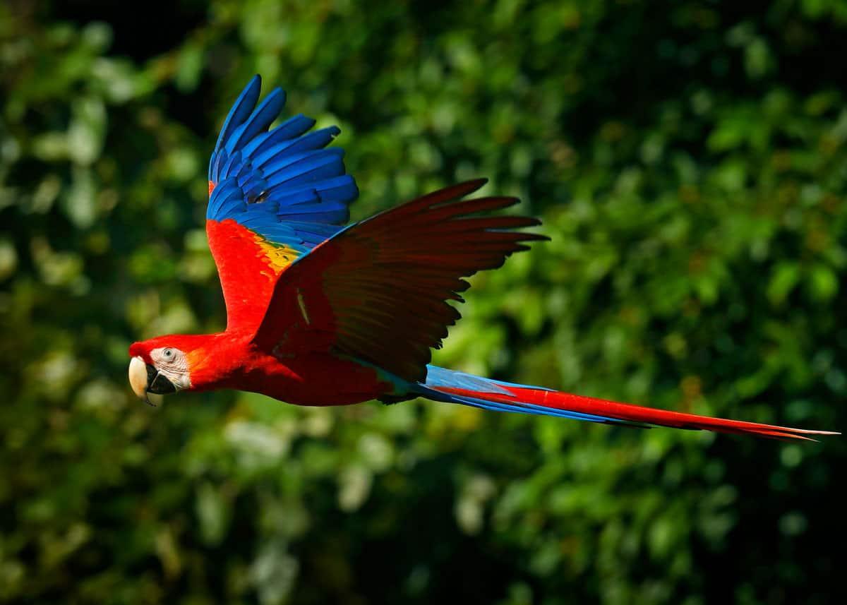 Scarlet_Macaw