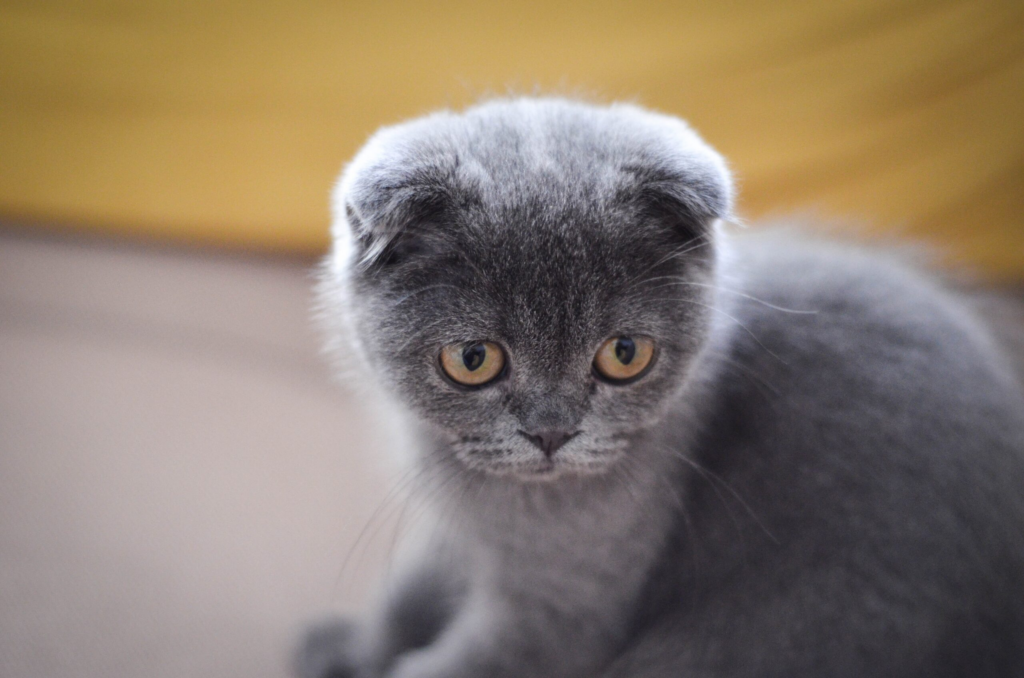 Scottish_Fold