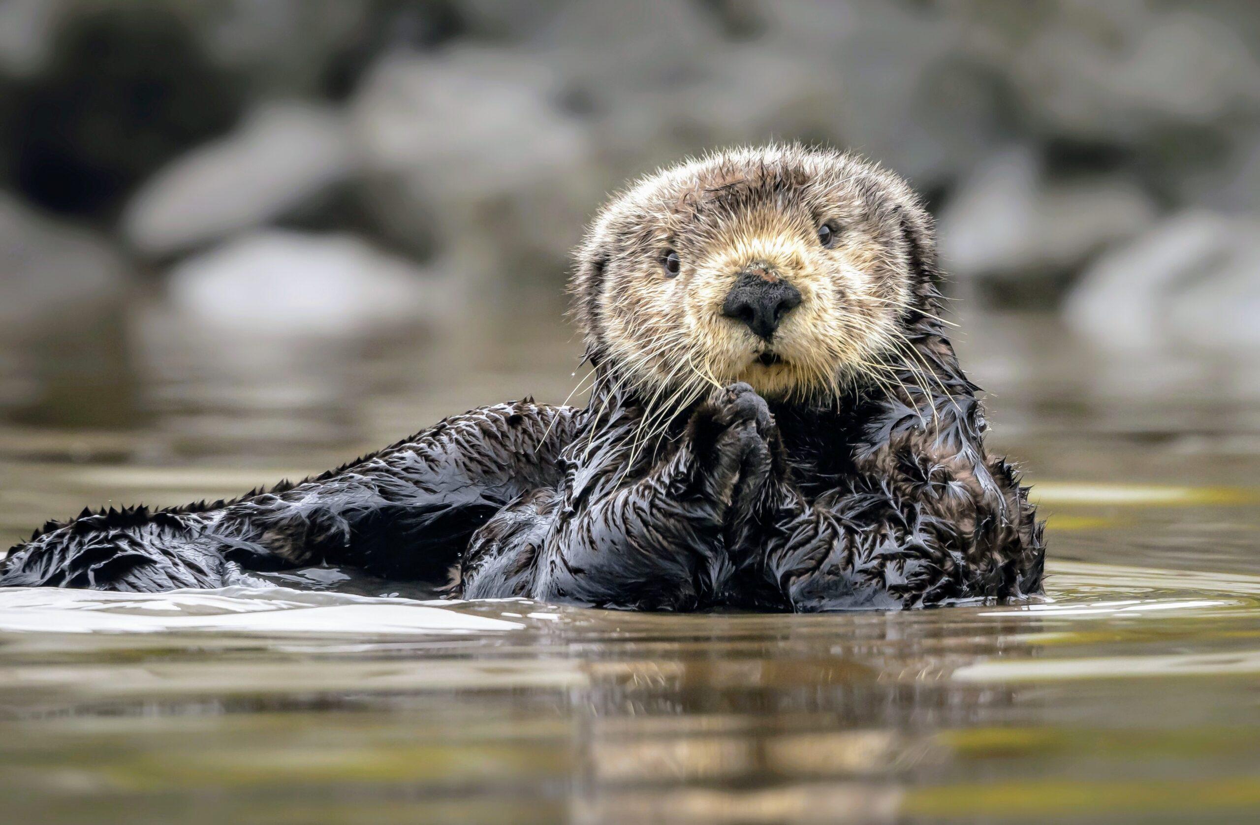 Sea_Otter