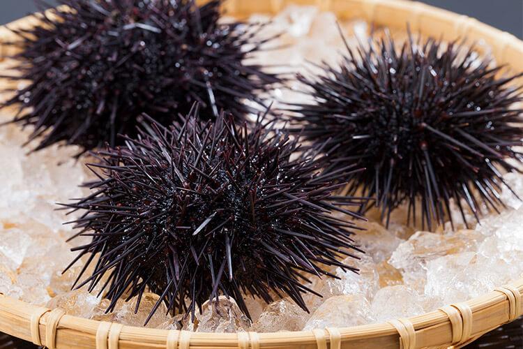 Sea_Urchin_Uni