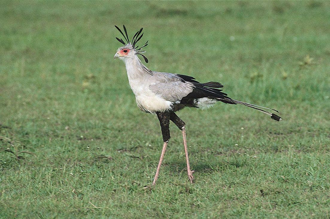 Secretary_Bird