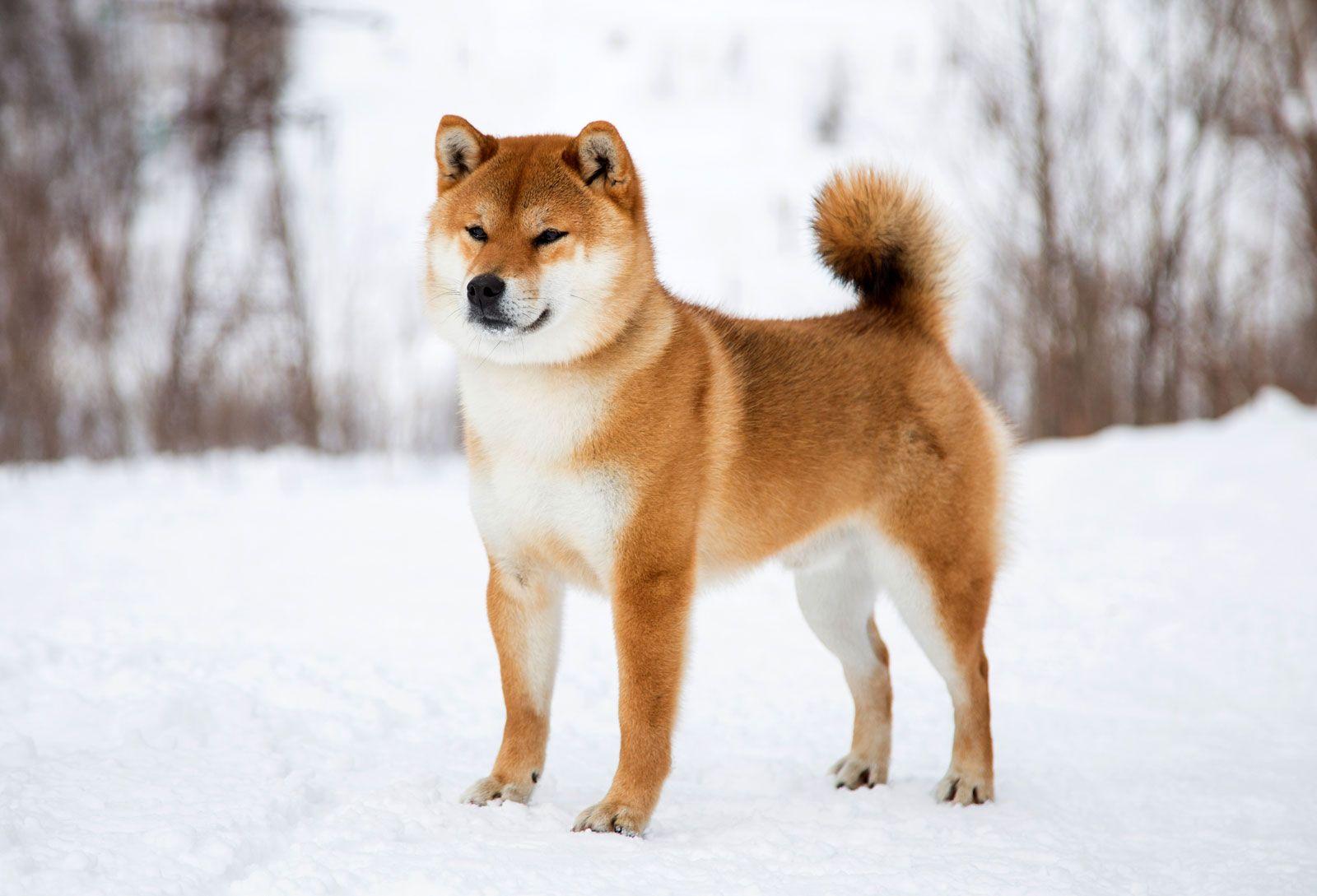 Shiba_Inu