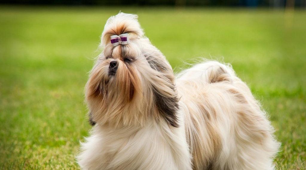 Shih_Tzu