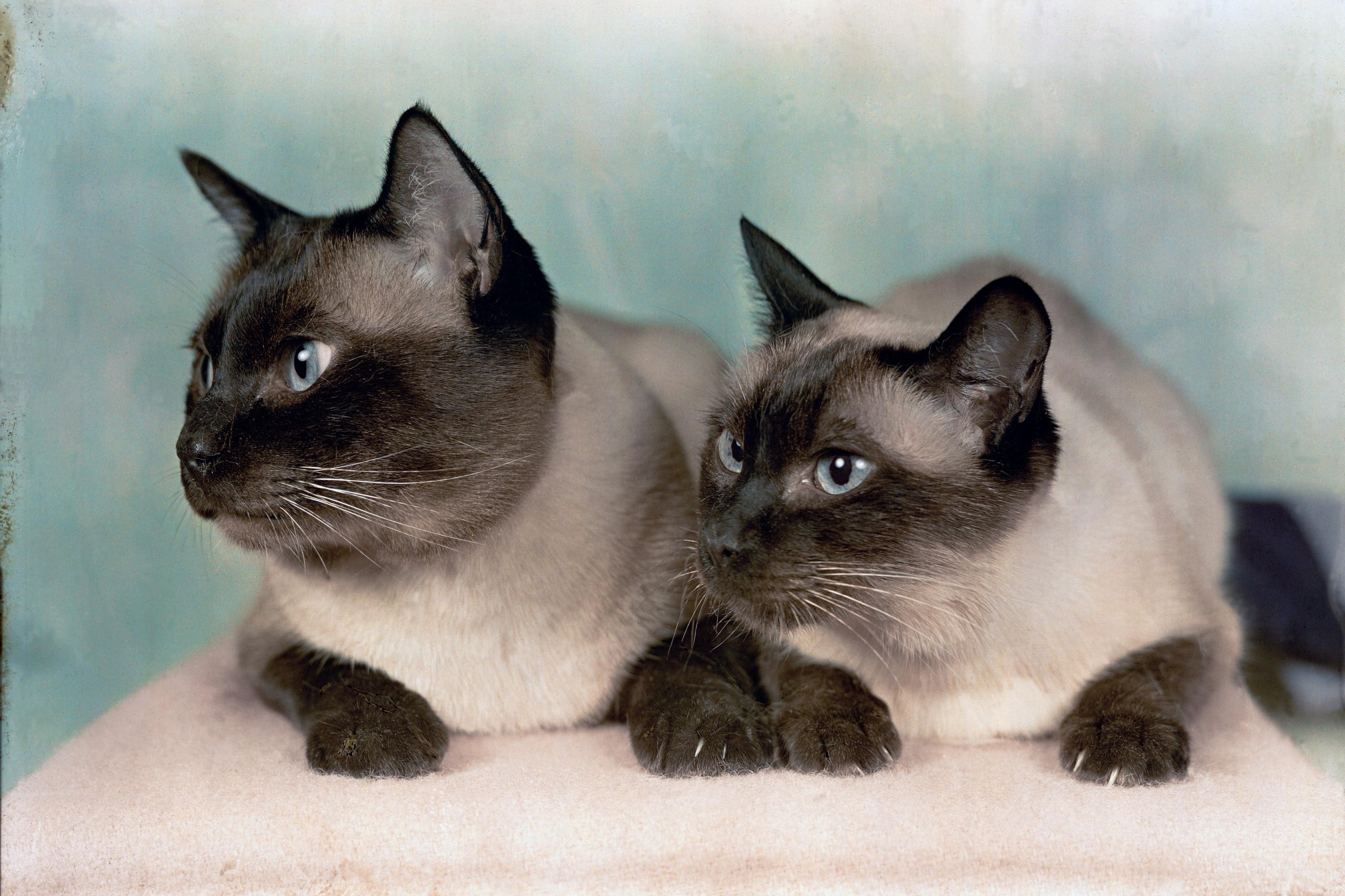 Siamese