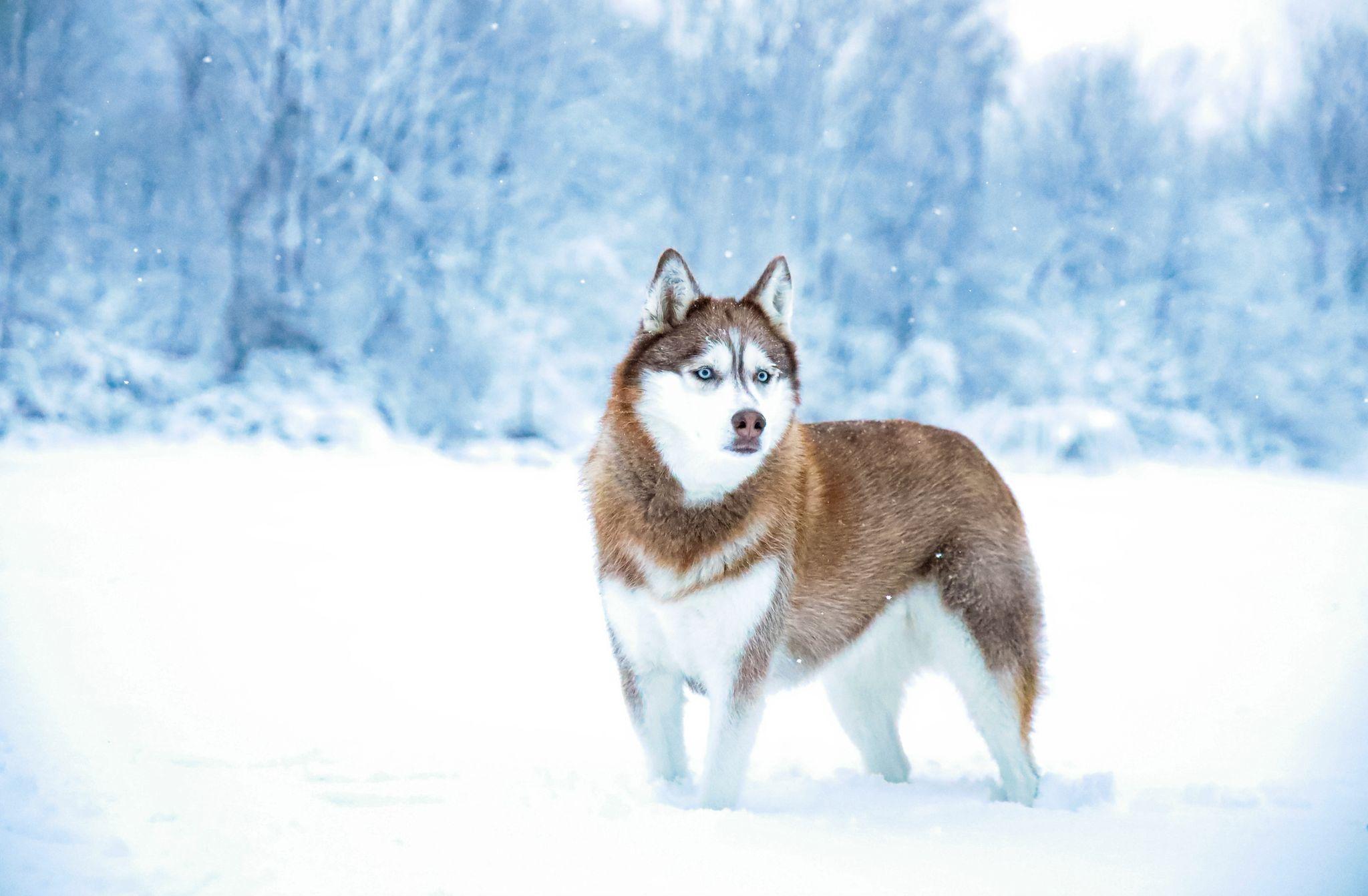 Siberian_Husky