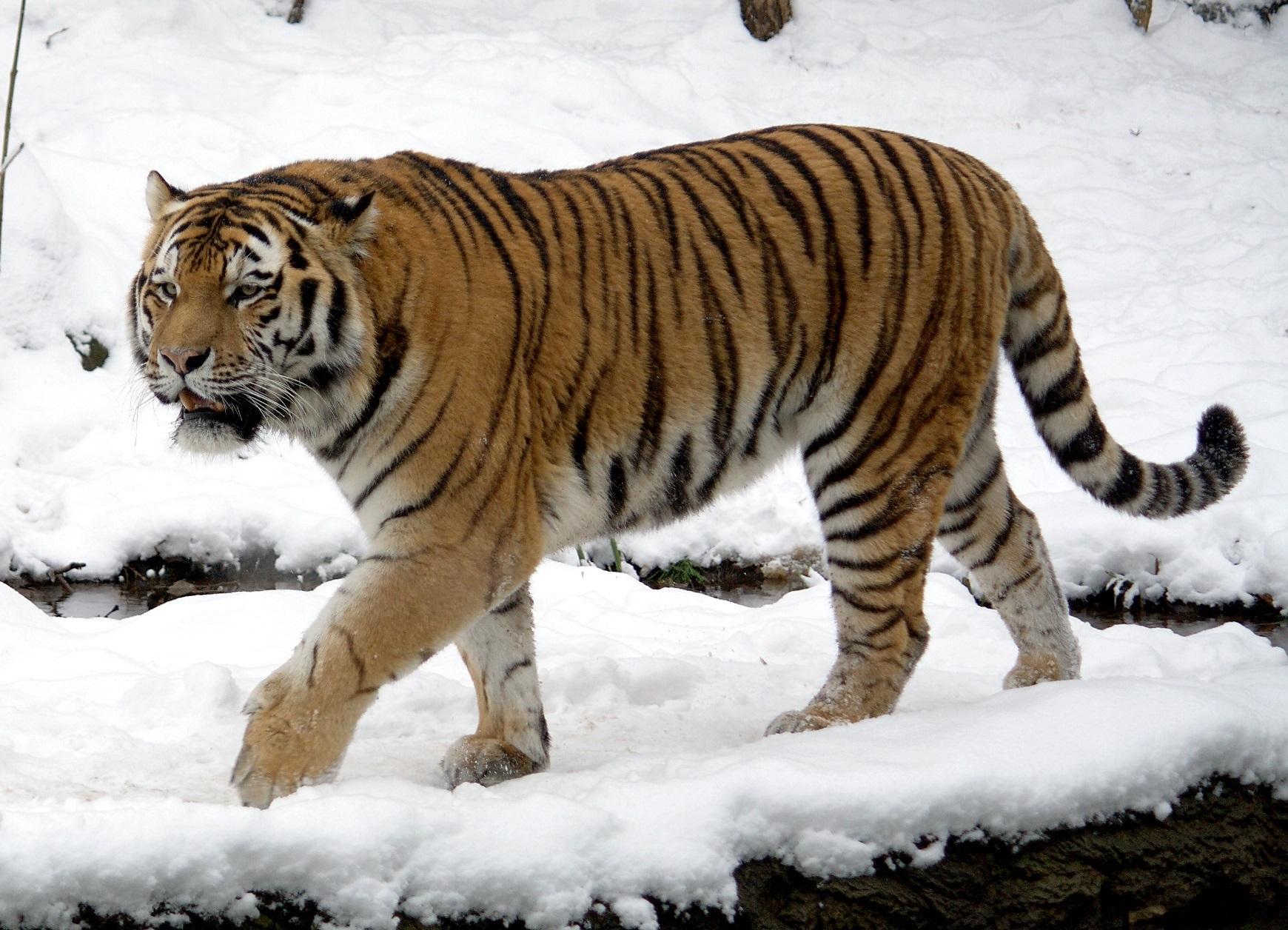 Siberian_Tiger