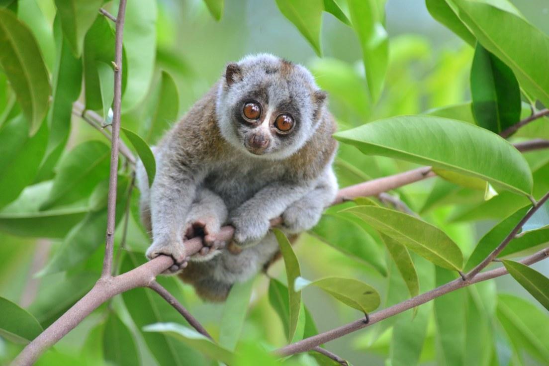 Slow_Loris