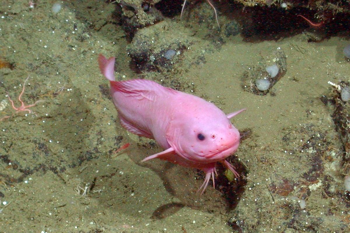 Snailfish