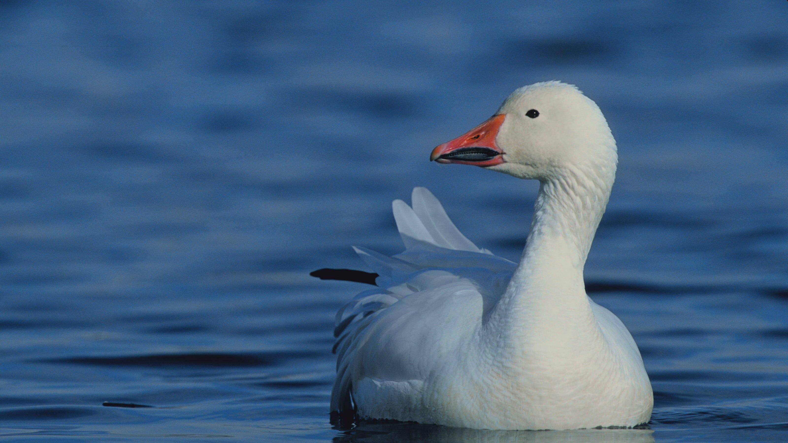 Snow_Goose