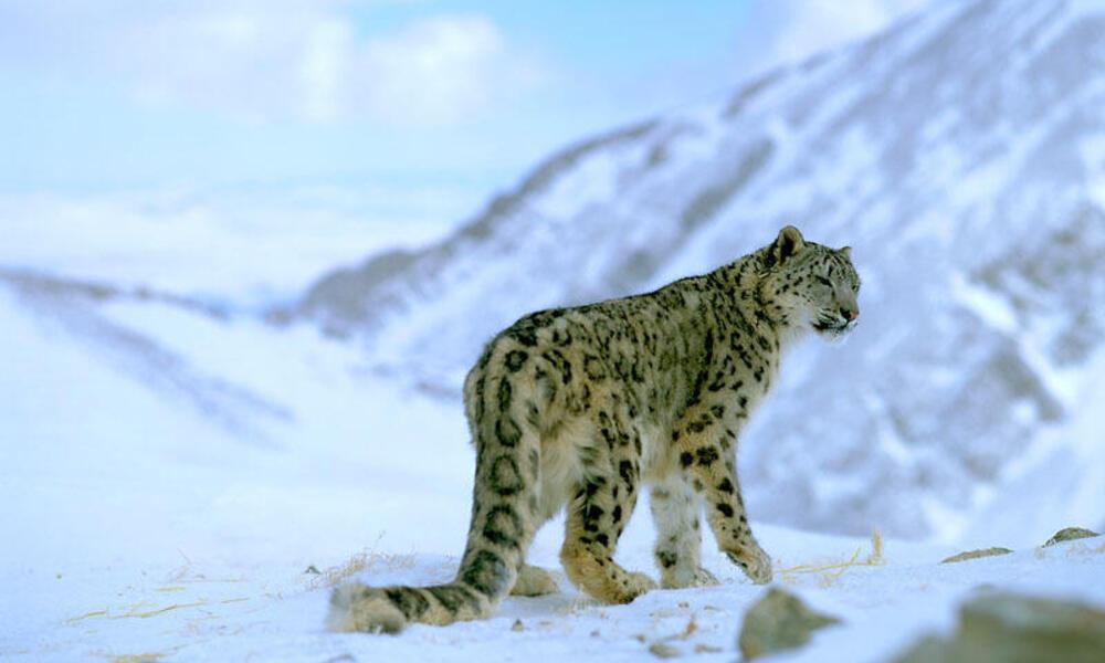 Snow_Leopard