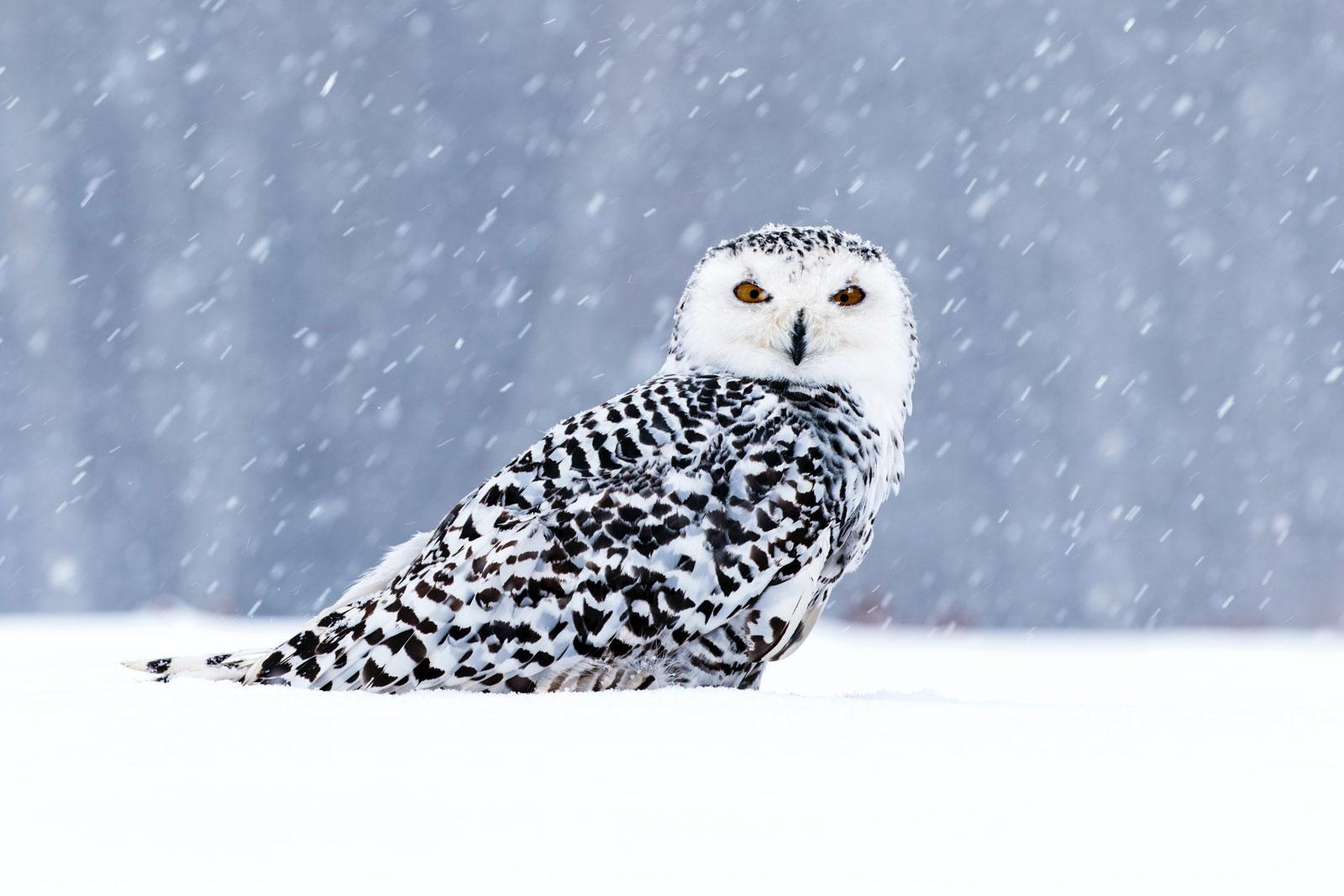 Snowy_Owl