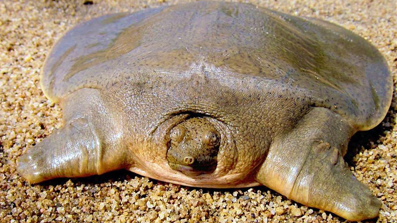 Softshell_Turtle