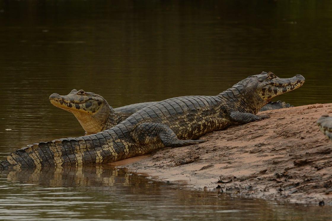 Spectacled_Caiman