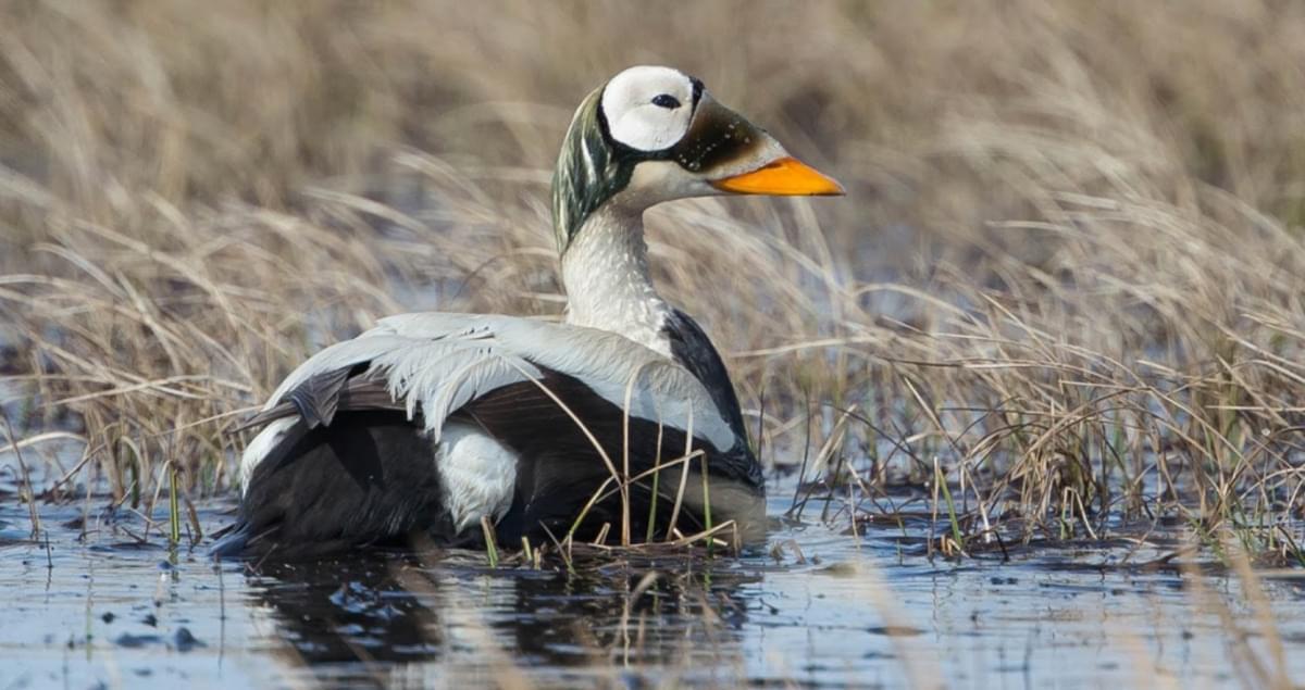 Spectacled_Eider