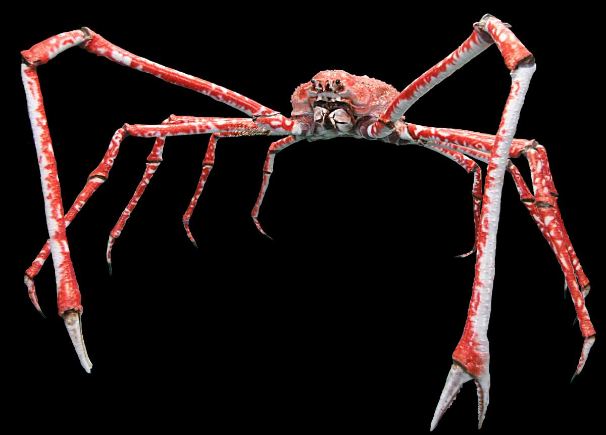 Spider_Crabs