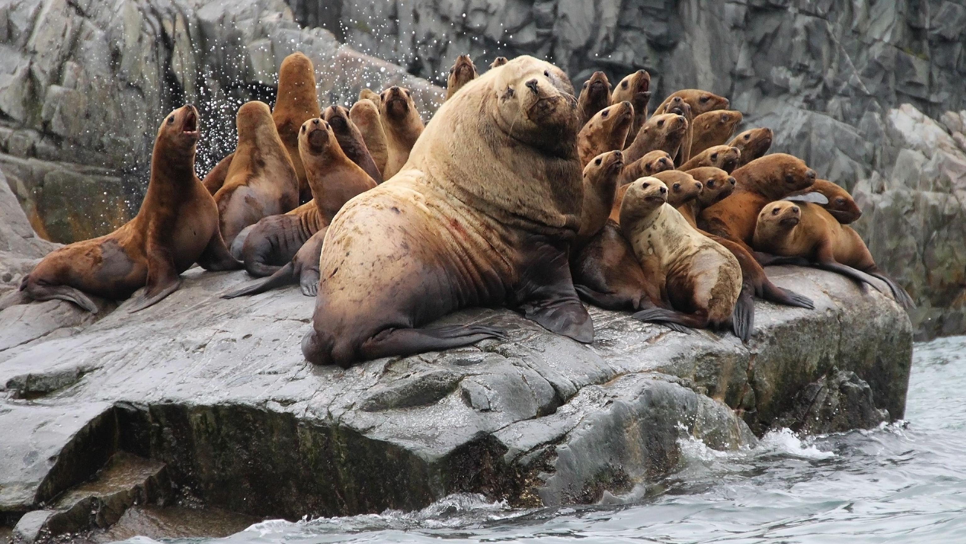 Stellers_Sea_Lion