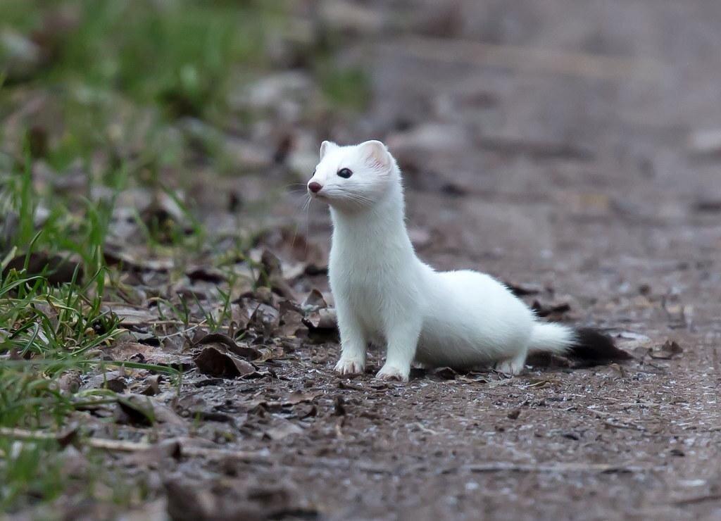 Stoat_Ermine