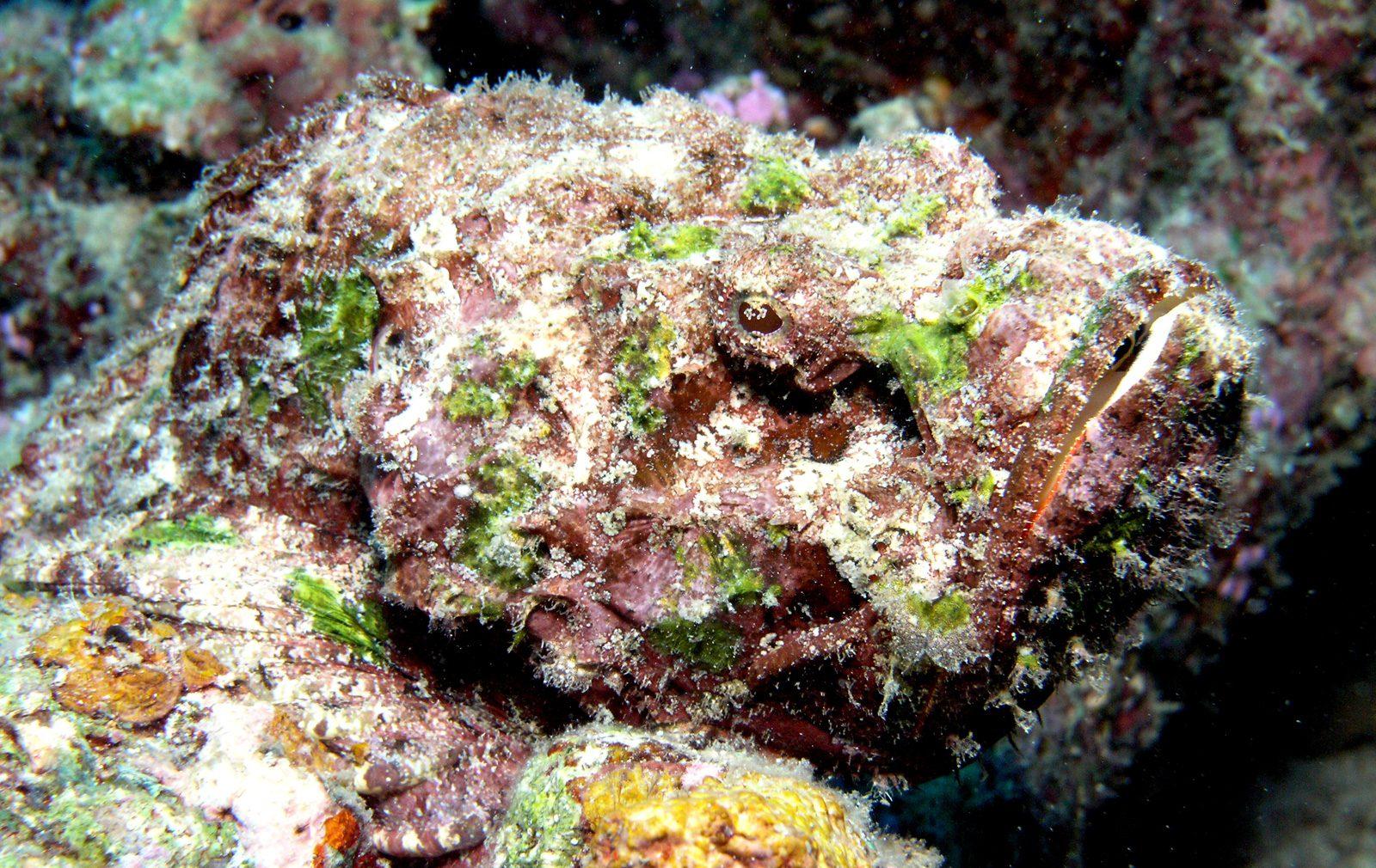 Stonefish