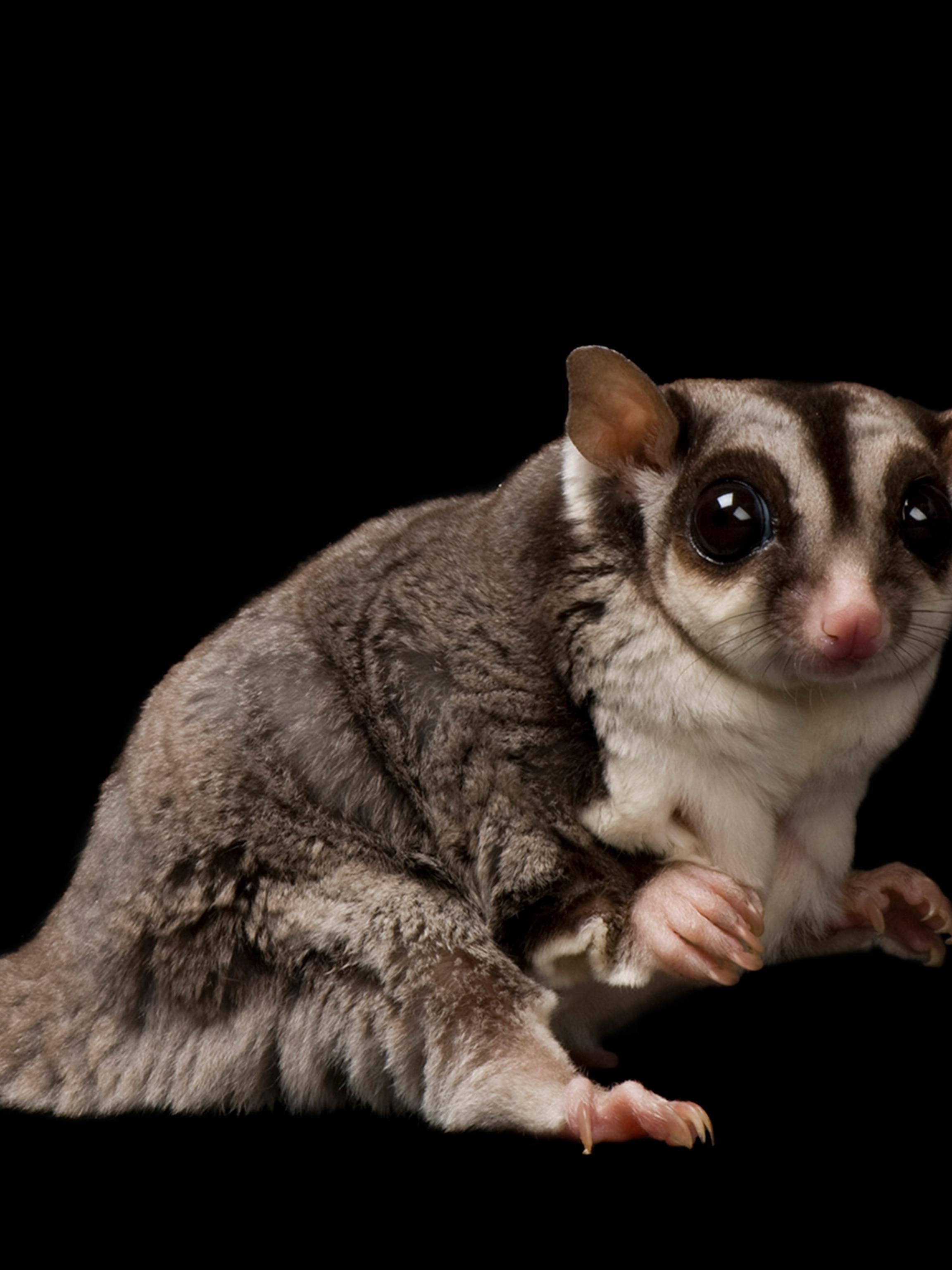 Sugar_Glider