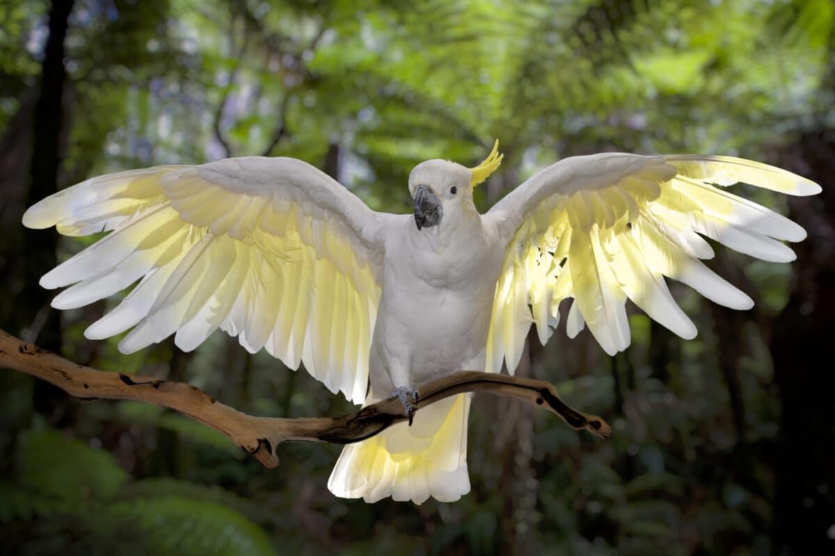 Sulphur-crested_Cockatoo