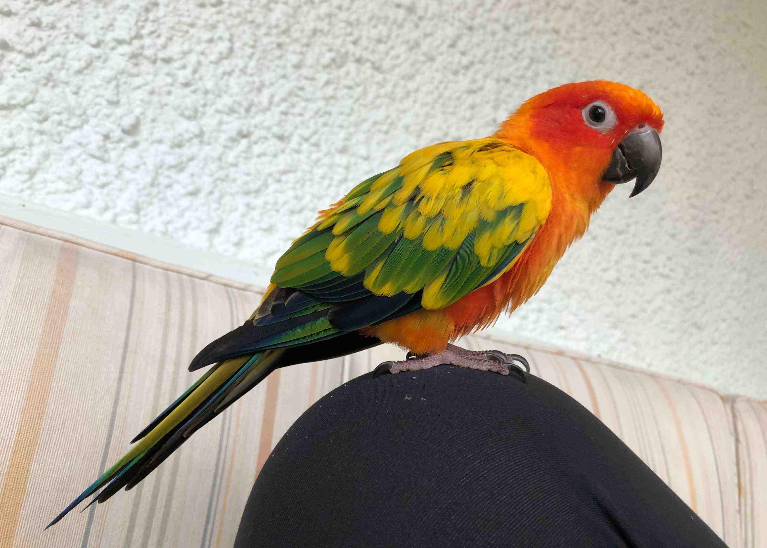 Sun_Conure