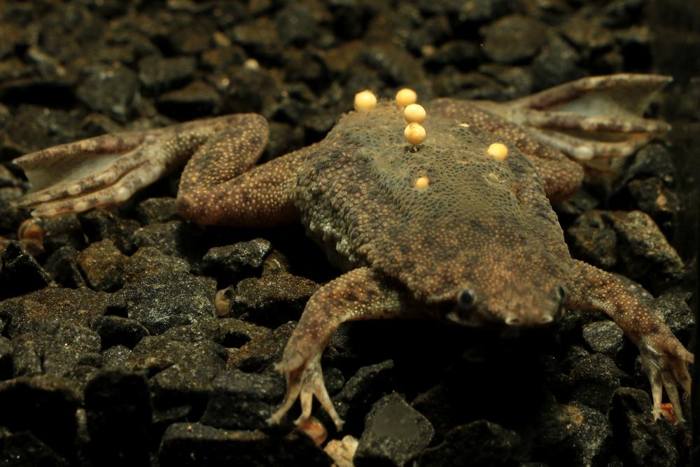 Surinam_Toad