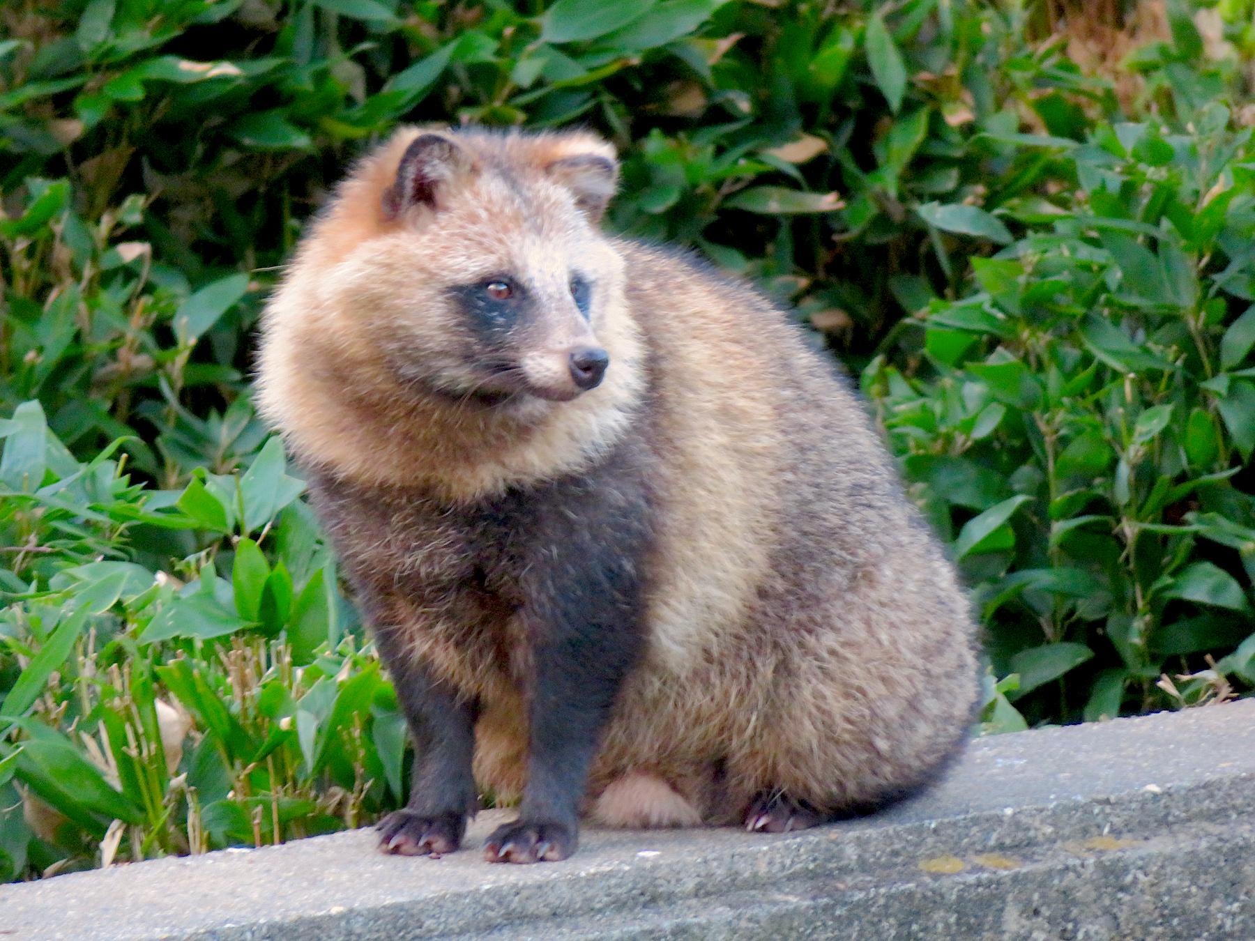 Tanuki_Japanese_Raccoon_Dog