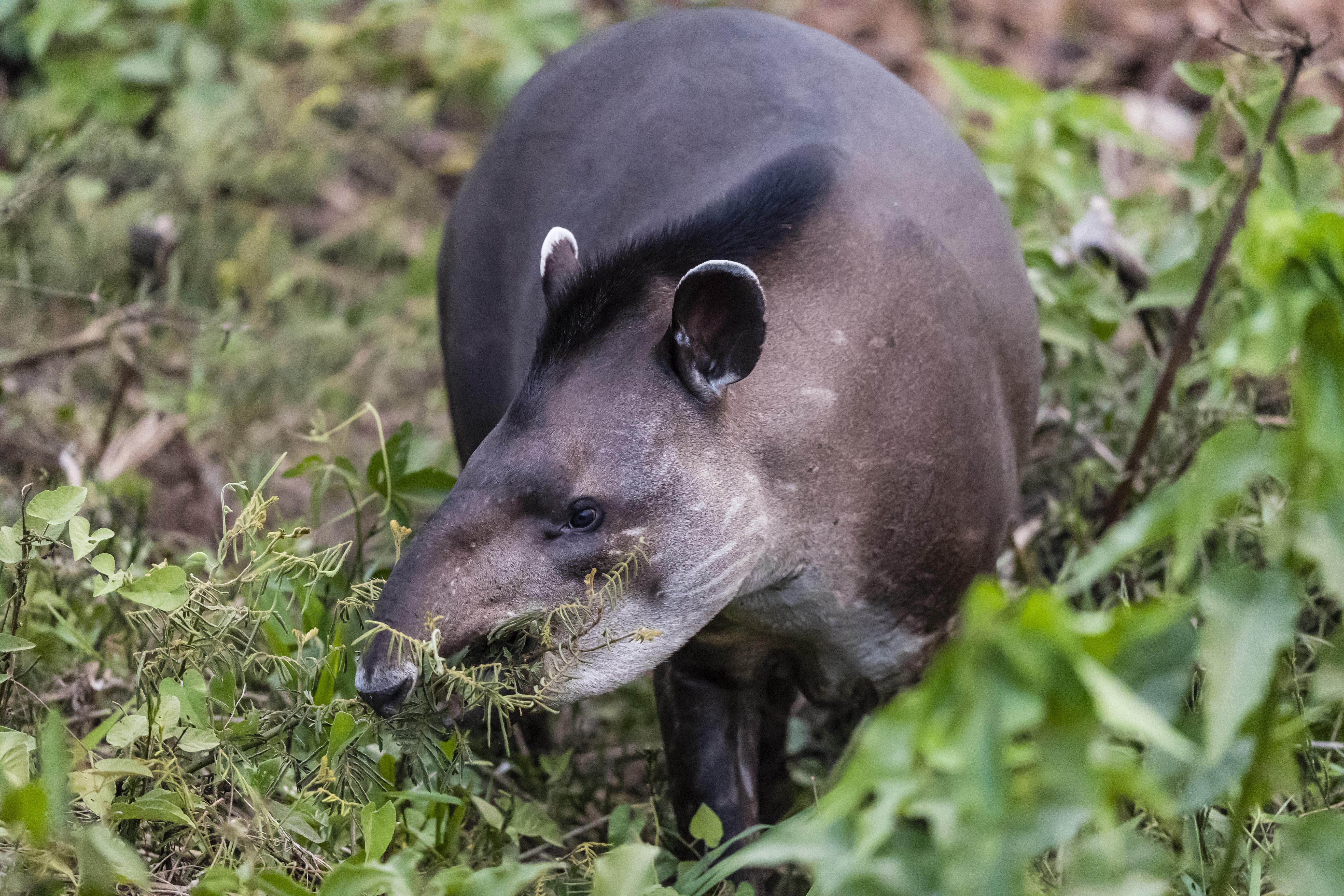 Tapir