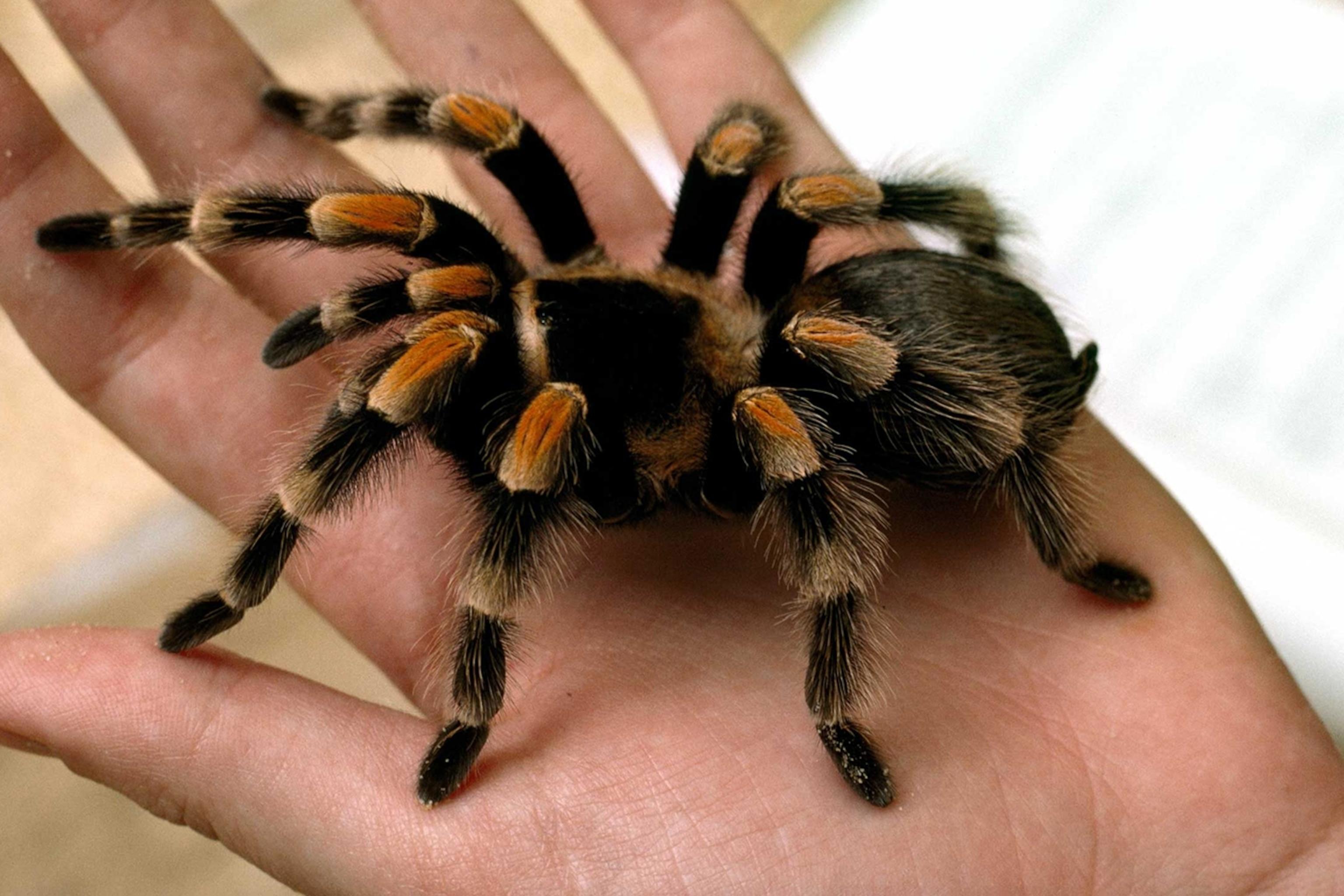 Tarantula