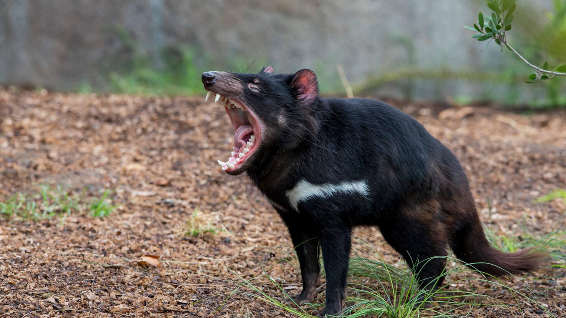 Tasmanian_Devil