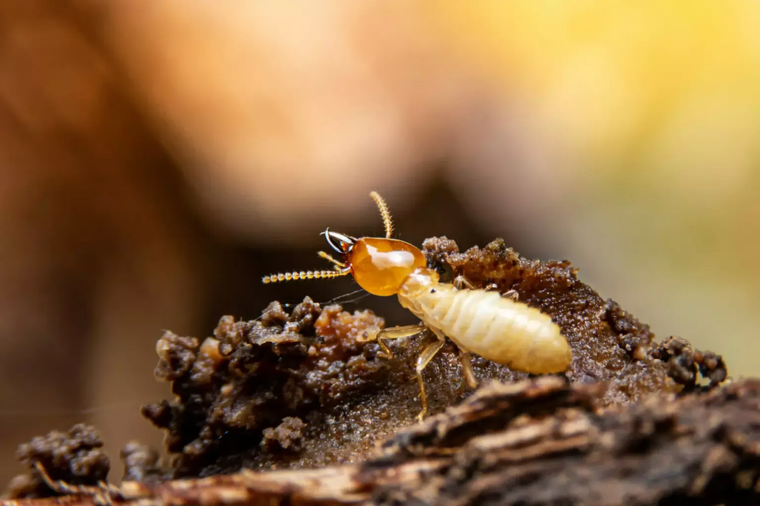 Termite