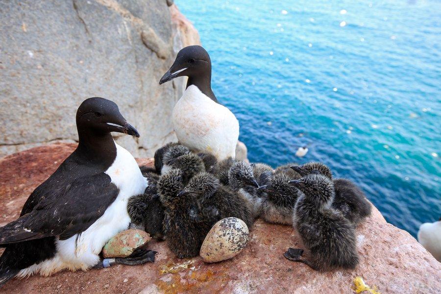 Thick-billed_Murre