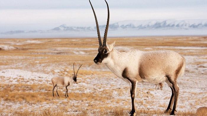 Tibetan_Antelope