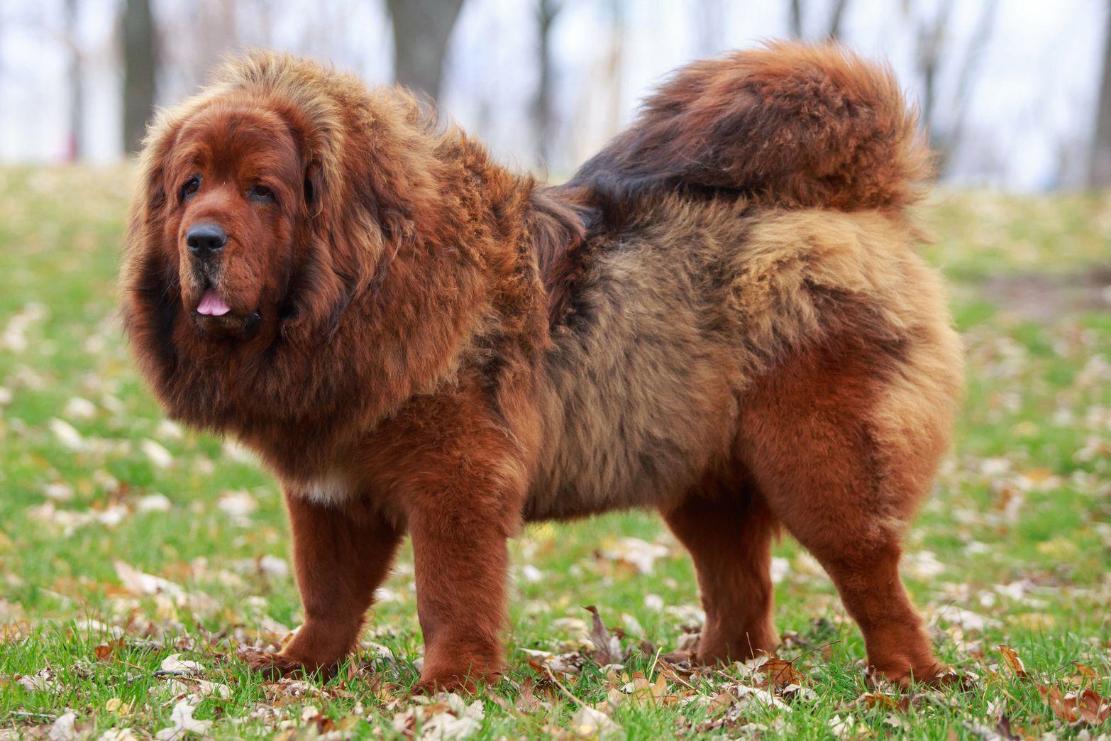 Tibetan_Mastiff