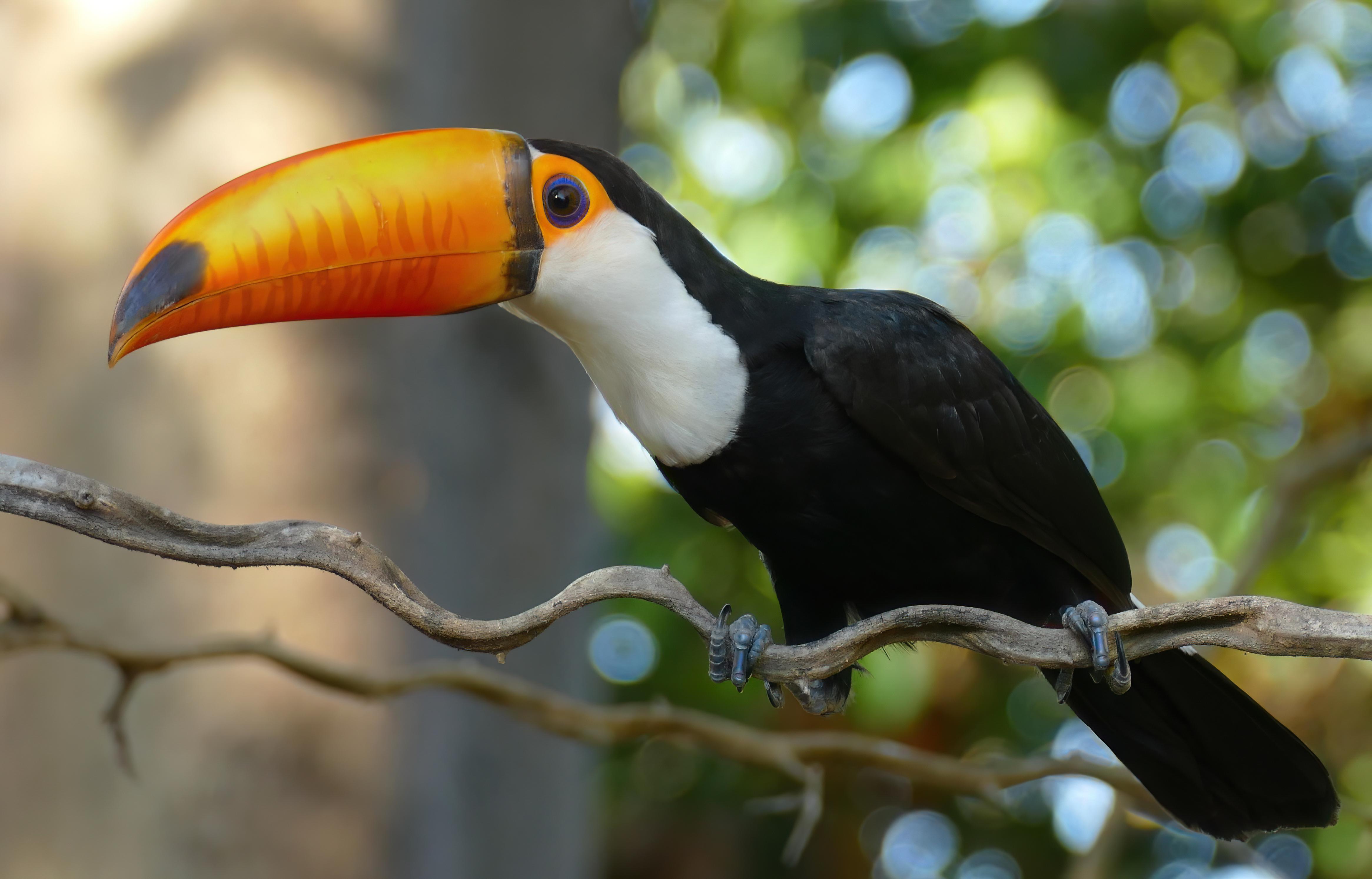 Toco_Toucan