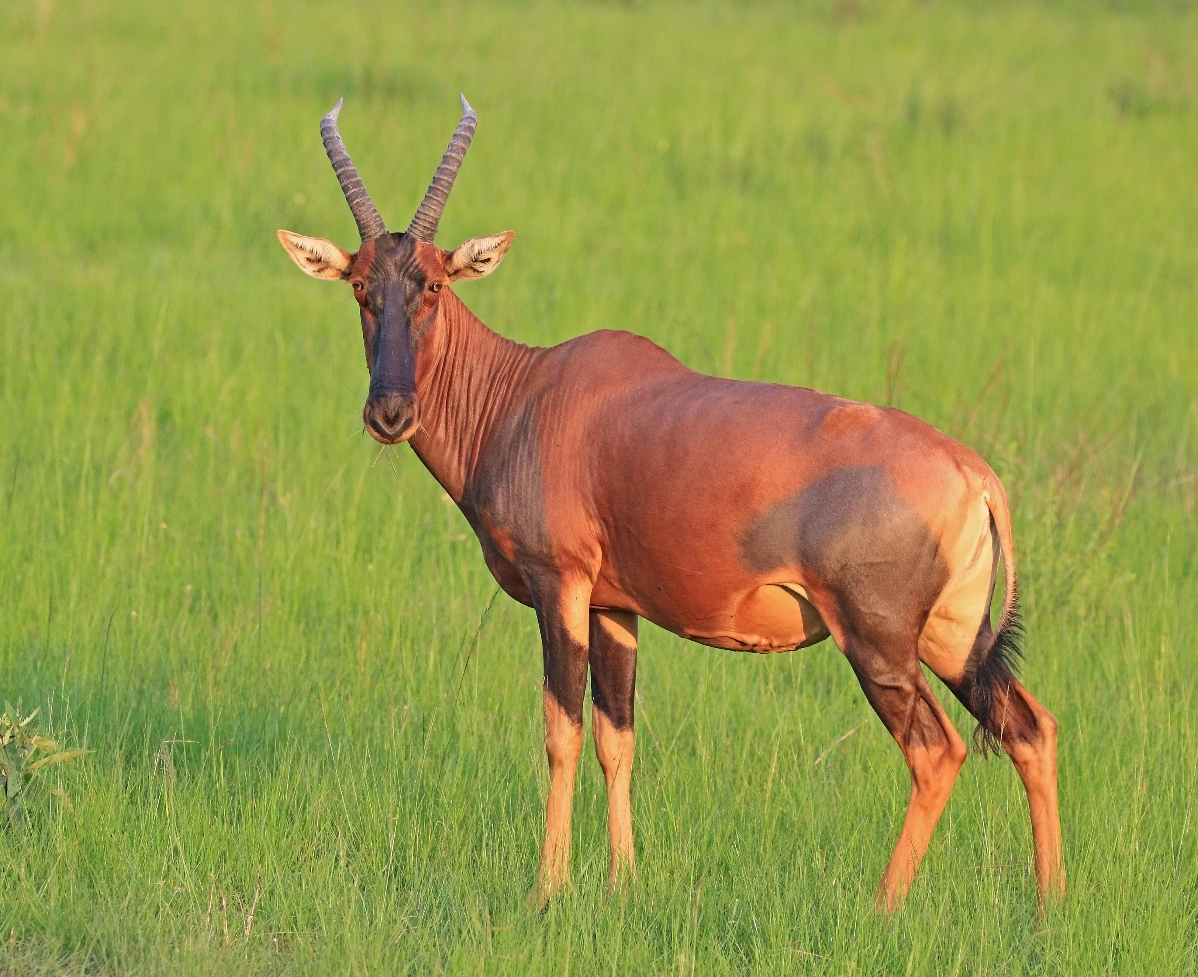 Topi