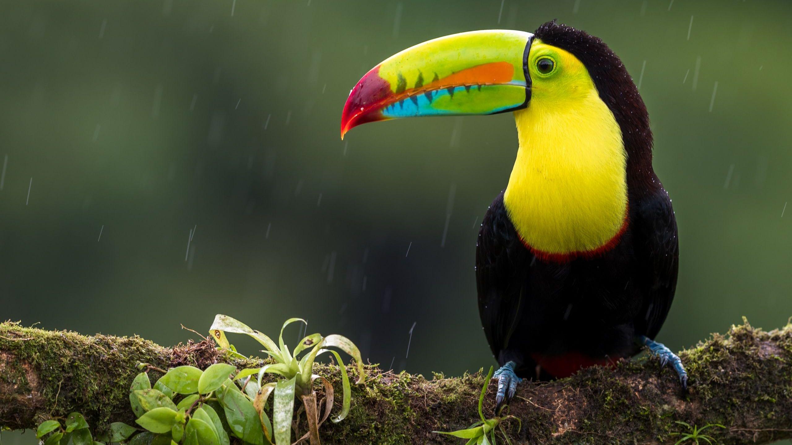 Toucan