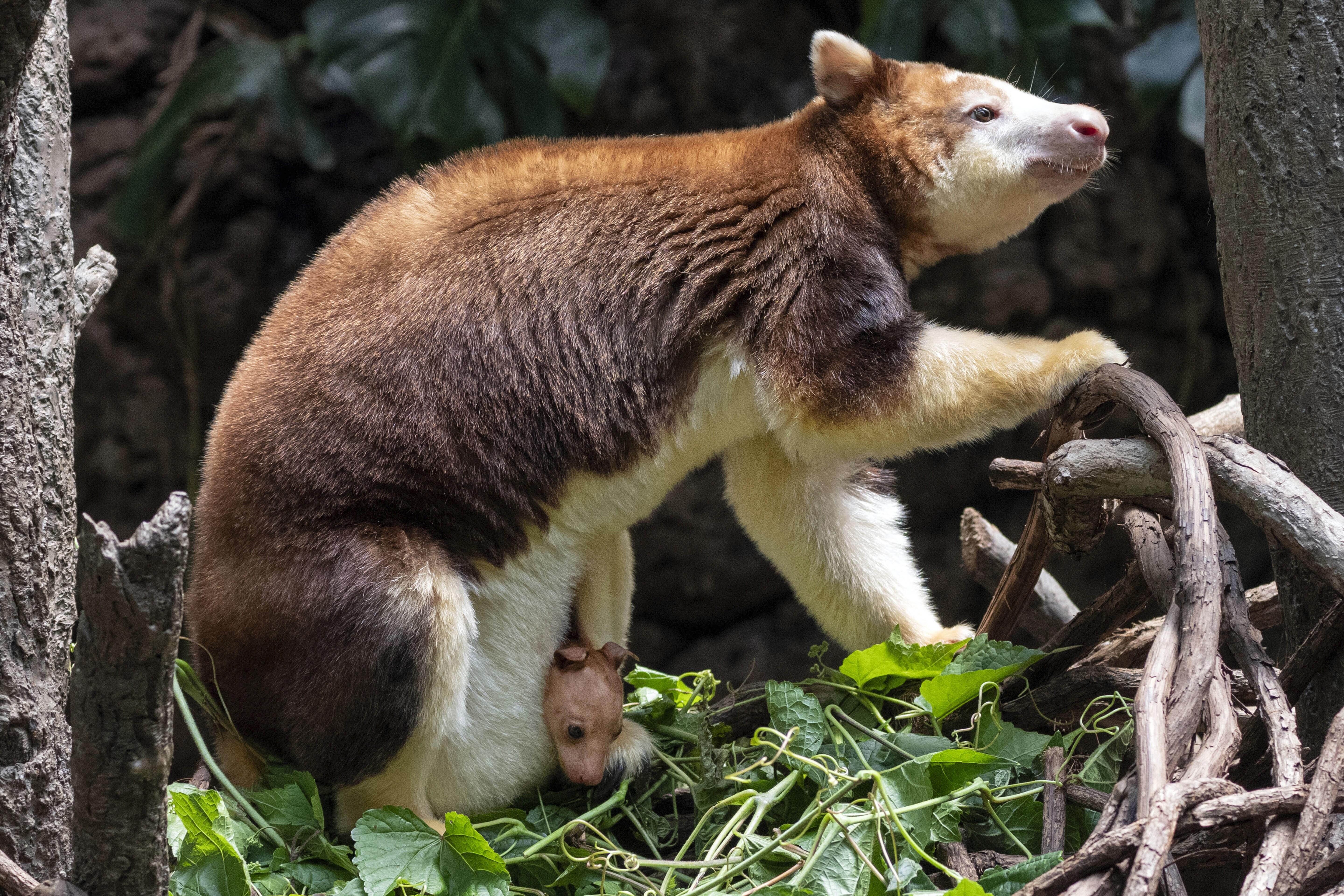 Tree_Kangaroo