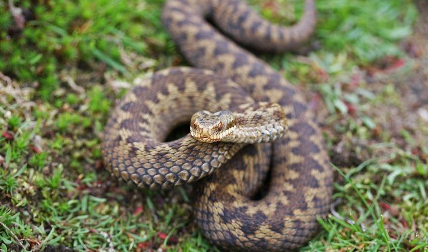 Tundra_Adder