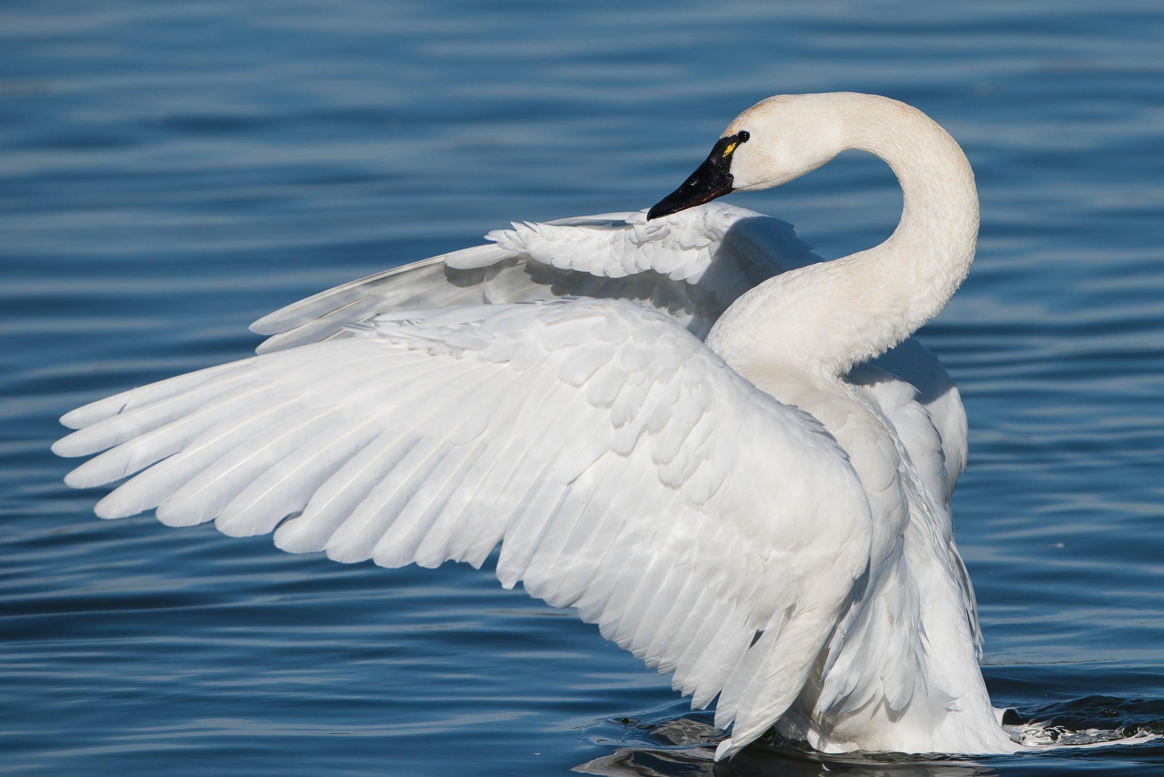 Tundra_Swan