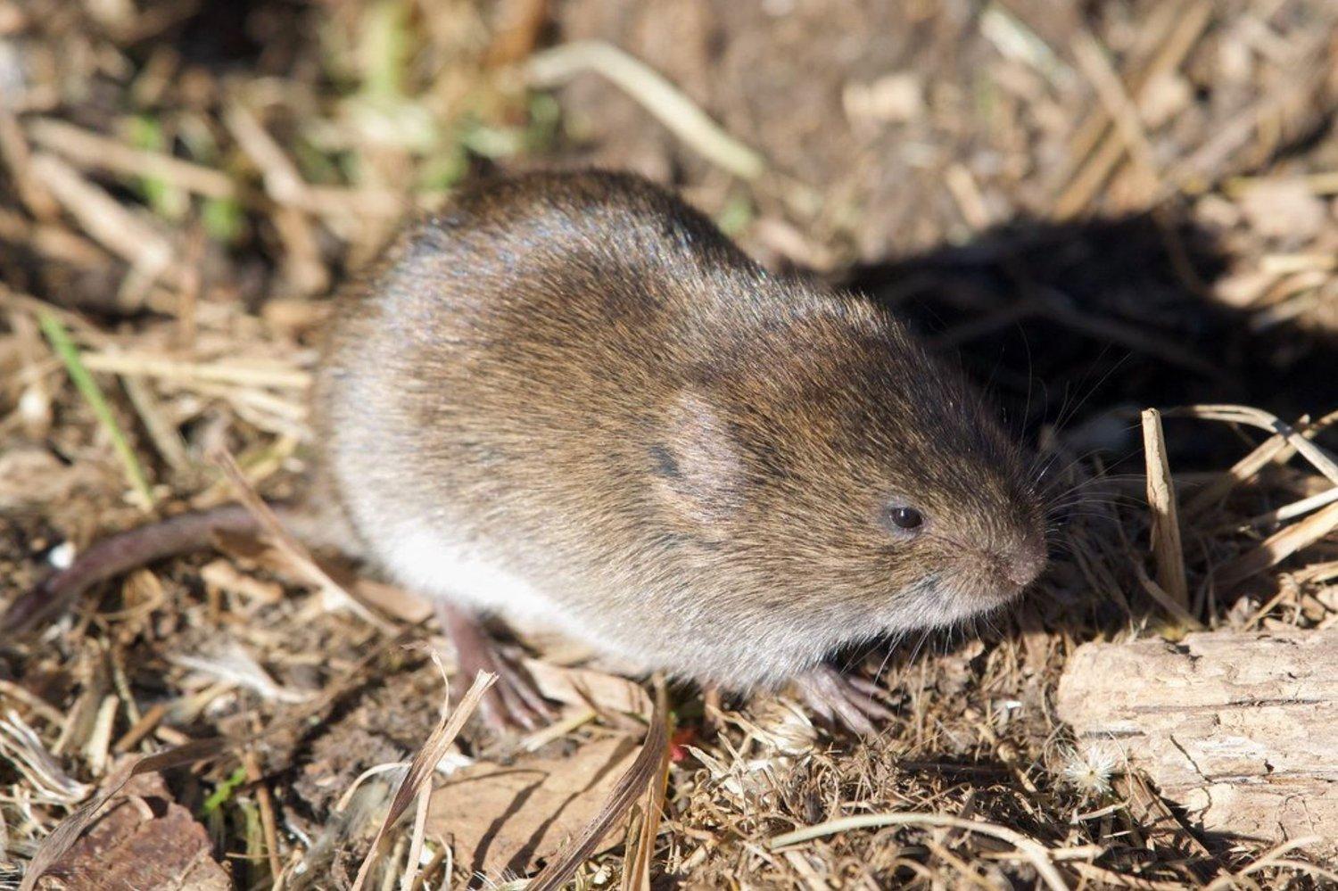 Tundra_Vole