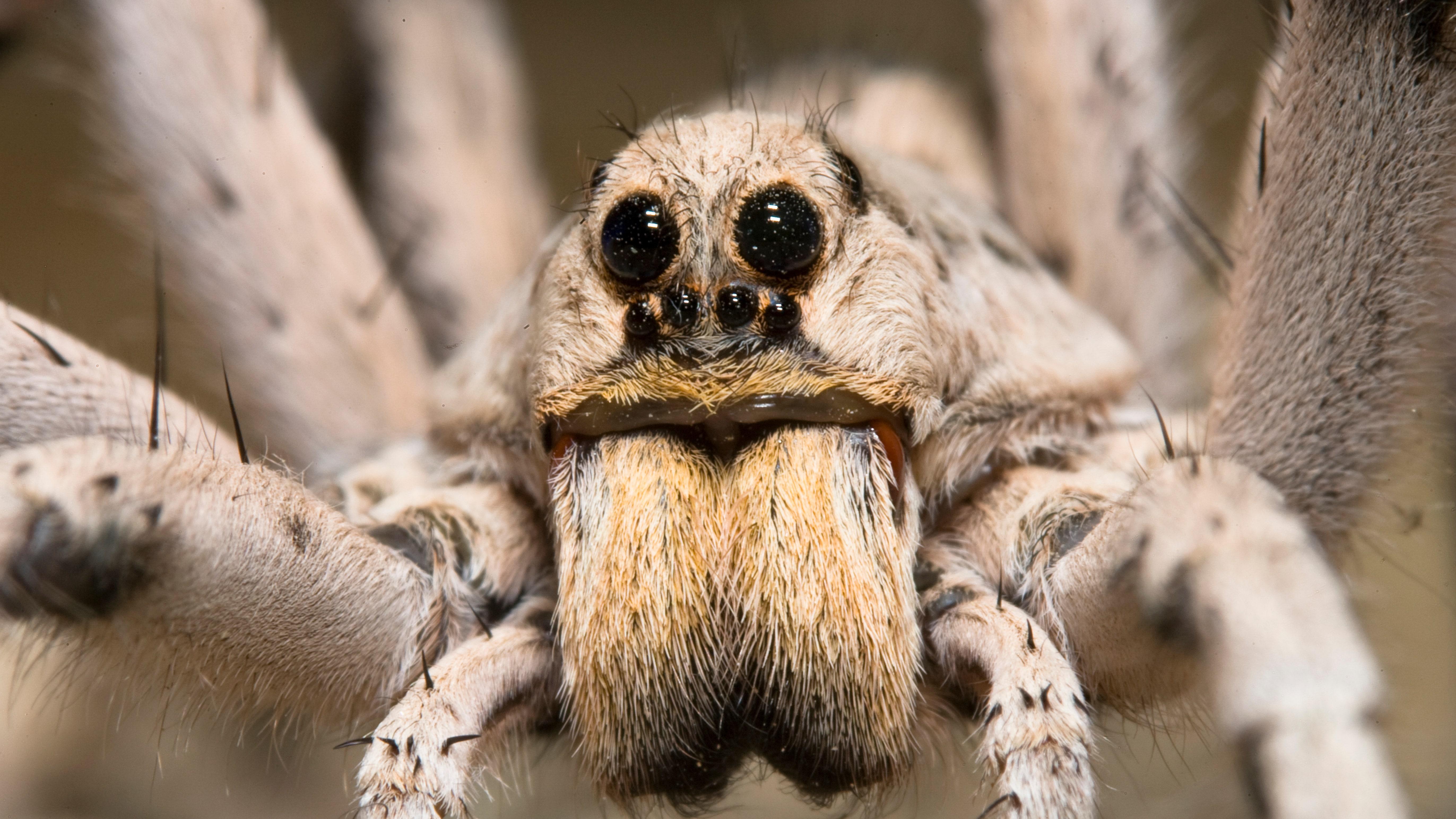 Tundra_Wolf_Spider