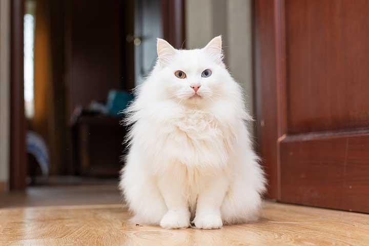 Turkish_Angora